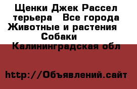 Щенки Джек Рассел терьера - Все города Животные и растения » Собаки   . Калининградская обл.